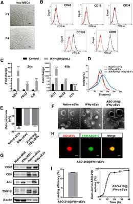 Small Extracellular Vesicles Derived From MSCs Have Immunomodulatory Effects to Enhance Delivery of ASO-210 for Psoriasis Treatment